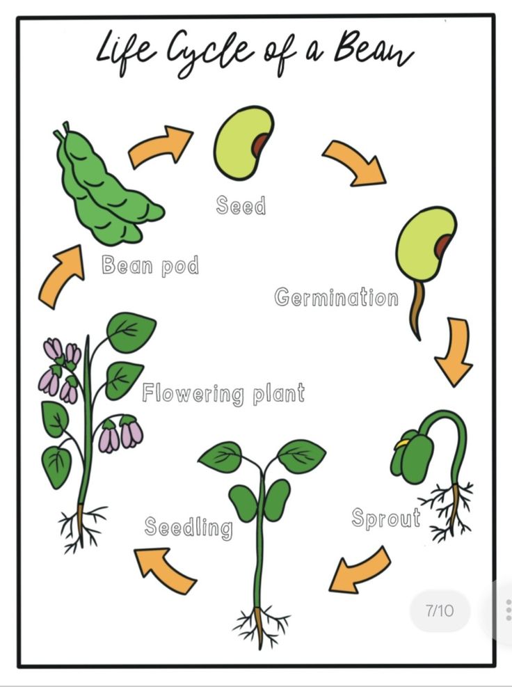 Plants part Job(Year3-Science)